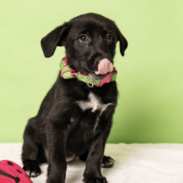 This is Coke, available for adoption at Friends for Life in Houston, TX. She's black puppy, with a white stripe on her neck. In this photo she has her tongue sticking out, licking her nose.